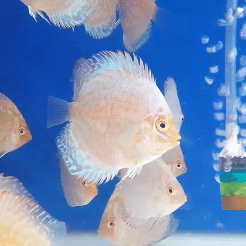 White Butterfly Discus